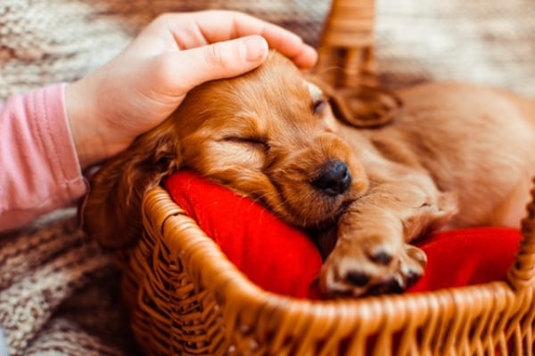 Perrita durmiendo mientras le acarician la cabeza